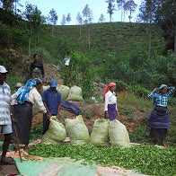 Unveiling the Rich Heritage of Ceylon Tea