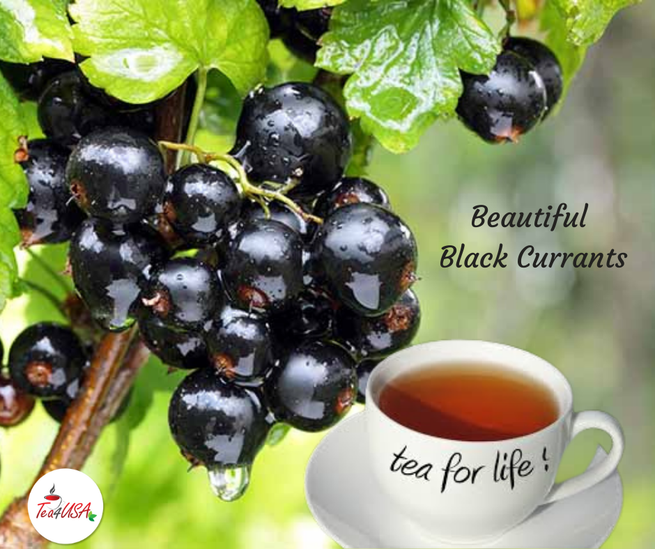 TEA4U Black Currant Black Tea. 25 Teabags in individual foil envelopes.