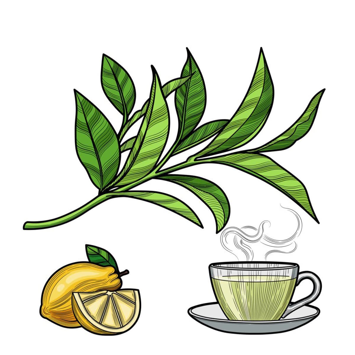 Moringa infusions 60 teabags Tea4U