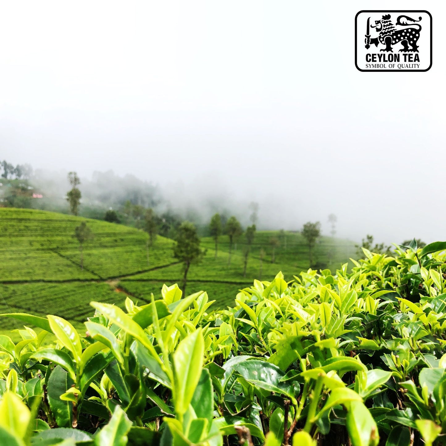 Tea plantation in misty mountains where FBOP Loose Black 7 oz Ceylon Tea is sourced